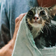 Illustration for article titled Hot or Not: Internet Cat Edition
